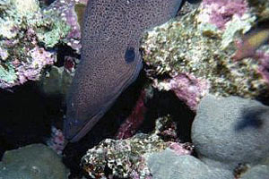 Murena gigante (Gymnothorax javanicus)