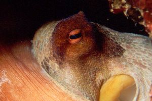 Polpo comune (Octopus vulgaris)