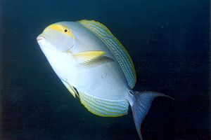 Pesce chirurgo pinna gialla (Acanthurus xanthopterus)