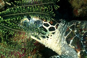 Tartaruga (Eretmochelys imbricata)
