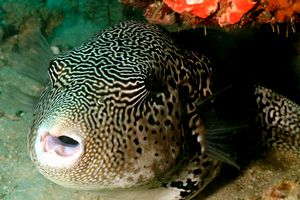 Pesce palla mappa (Arothron mappa)