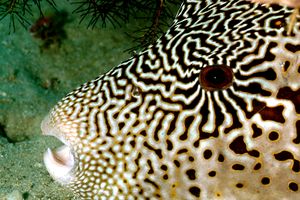 Pesce palla mappa (Arothron mappa)