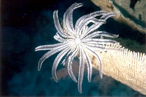 Crinoide (Comanthus wahlbergi)