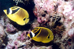 Pesce farfalla fasciato (Chaetodon fasciatus)