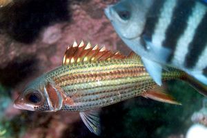 Pesce scoiattolo di Sammara (Neoniphon sammara)