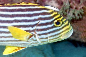 Gaterino orientale (Plectorhinchus orientalis)