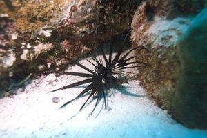 Pesce cobra (Pterois miles)