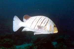 Gaterino (Plectorhinchus plagiodesmus)