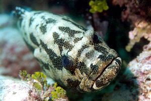 Cernia marmorizzata (Epinephelus polyphekadion)