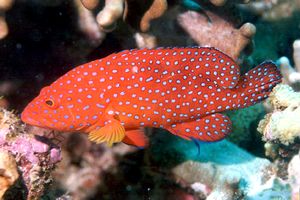 Cernia miniata (Cephalopholis miniata)