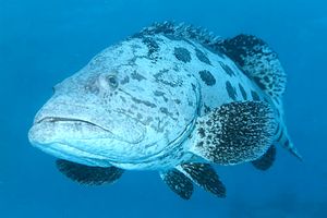 Cernia 'potato cod' (Epinephelus tukula)