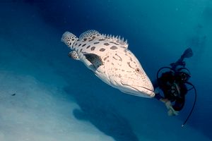 Cernia 'potato cod' (Epinephelus tukula)