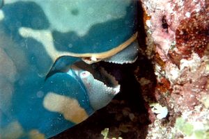 Pesce pappagallo (Scarus rubroviolaceus)