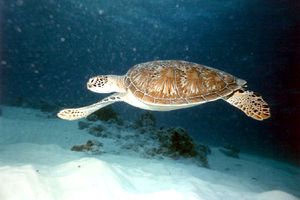 Tartaruga verde (Chelonia mydas)