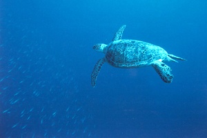 Tartaruga verde (Chelonia mydas)