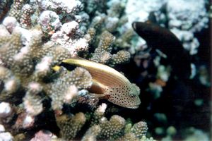 Pesce falco (Paracirrhites forsteri)