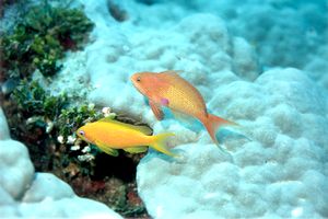 Castagnola  tropicale (Pseudanthias squamipinnis)