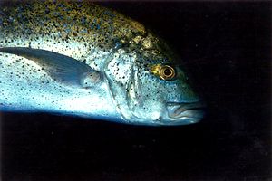 Carangide (Caranx melampygus)