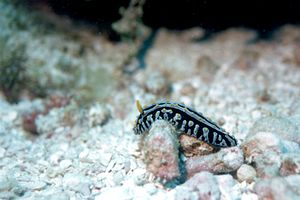 Nudibranchio (Plyllidia varicosa)