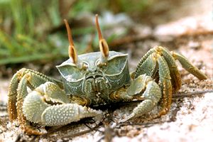 Granchio fantasma (Ocypode ceratophtalmus)