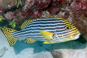 Gaterino orientale (Plectorhinchus orientalis)