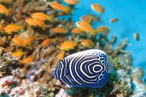 Pesce angelo imperatore (Pomacanthus imperator)