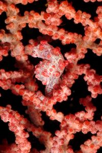 Cavalluccio marino pigmeo (Hippocampus bargibanti)