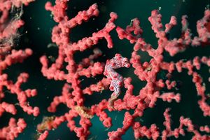 Cavalluccio marino pigmeo (Hippocampus bargibanti)