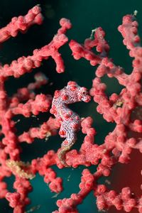 Cavalluccio marino pigmeo (Hippocampus bargibanti)