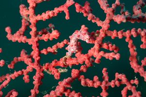 Cavalluccio marino pigmeo (Hippocampus bargibanti)