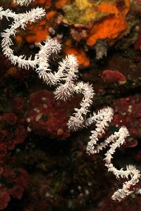 Gorgonia a frusta (Cirripathes spiralis)