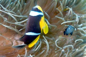 Pesce pagliaccio (Amphiprion allardi)