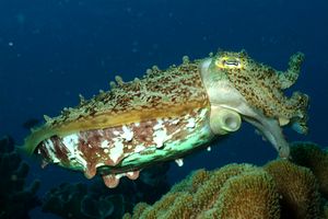 Seppia gigante del reef (Sepia latimanus)