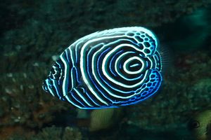 Pesce angelo imperatore (Pomacanthus imperator)