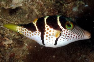 Pesce palla (Canthigaster valentini)