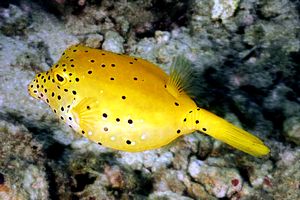Pesce scatola cubo (Ostracion cubicus)