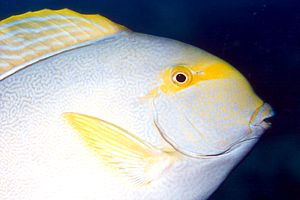 Pesce chirurgo pinna gialla (Acanthurus xanthopterus)