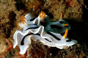 Nudibranchio (Chromodoris dianae)