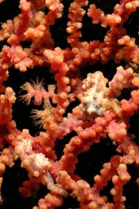 Cavalluccio marino pigmeo (Hippocampus bargibanti)