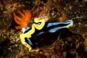 Nudibranchio (Chromodoris dianae)