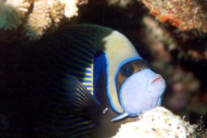 Pesce angelo imperatore (Pomacanthus imperator)