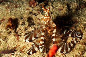 Wonderpus (Octopus sp. 2)