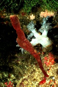 Pesce ago fantasma (Solenostomus n.d.)