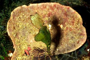 Pesce ago fantasma (Solenostomus n.d.)