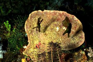 Pesce ago fantasma (Solenostomus n.d.)