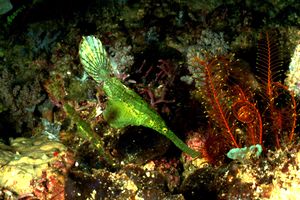 Pesce ago fantasma (Solenostomus n.d.)