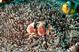 Granchio porcellana (Neopetrolisthes maculatus)