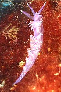 Flabellina pedata (Flabellina pedata)