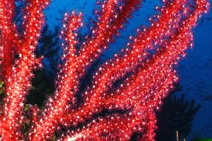 Gorgonia rossa (Paramuricea clavata)