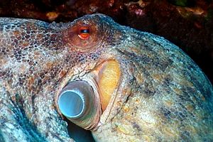 Polpo comune (Octopus vulgaris)